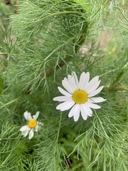 Tripleurospermum inodorum