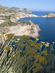 Italienische Strohblume (Helichrysum italicum): Herkunft und Verwendung — Foto 3
