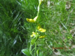 Genista germanica