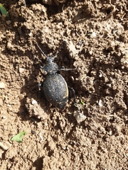Carabus gigas
