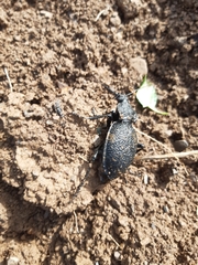 Carabus gigas