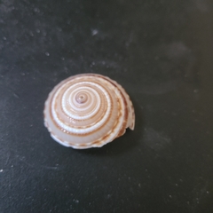 Architectonica nobilis