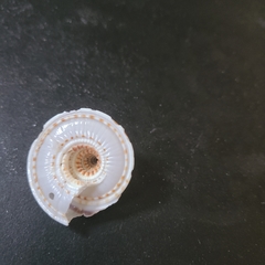 Architectonica nobilis