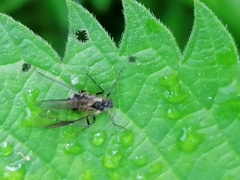 Chrysopilus cristatus