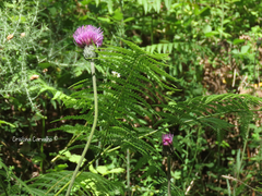 Cirsium filipendulum