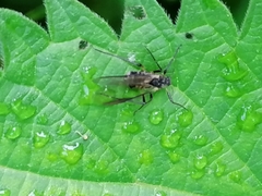 Chrysopilus cristatus