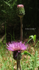 Cirsium filipendulum