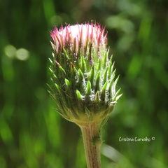 Cirsium filipendulum