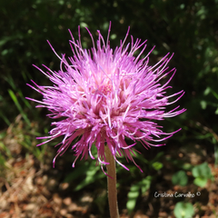 Cirsium filipendulum