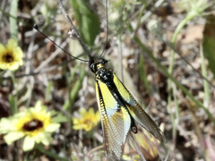 Libelloides baeticus