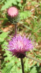 Cirsium filipendulum