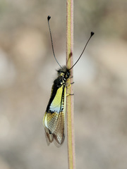 Libelloides baeticus
