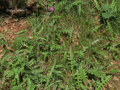 Cirsium filipendulum