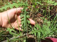 Cirsium filipendulum