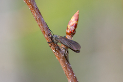Empis borealis