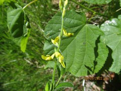 Genista germanica