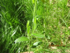 Genista germanica