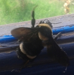 Bombus medius