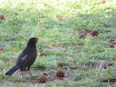 Turdus merula