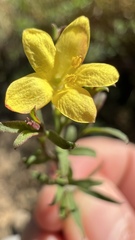 Menodora integrifolia