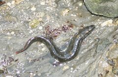 Cebidichthys violaceus