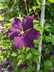 Clematis