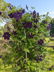 Clematis