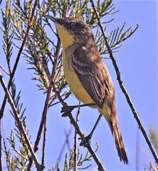 Pseudocolopteryx citreola