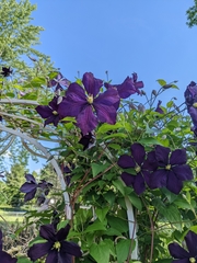 Clematis