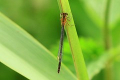 Ischnura elegans