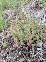Petrosedum orientale