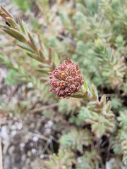 Petrosedum orientale