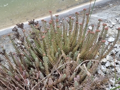 Petrosedum orientale