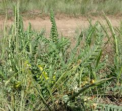 Astragalus buchtormensis