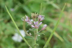 Cleome monophylla