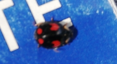 Harmonia axyridis