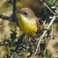 Pseudocolopteryx citreola