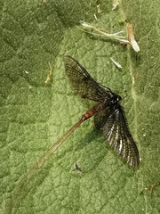 Ephemera vulgata