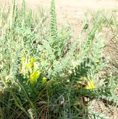 Astragalus buchtormensis