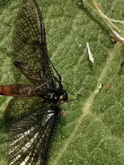 Ephemera vulgata