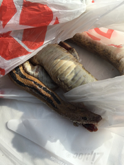 Bogertophis subocularis