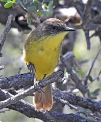 Pseudocolopteryx citreola