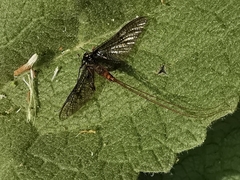 Ephemera vulgata