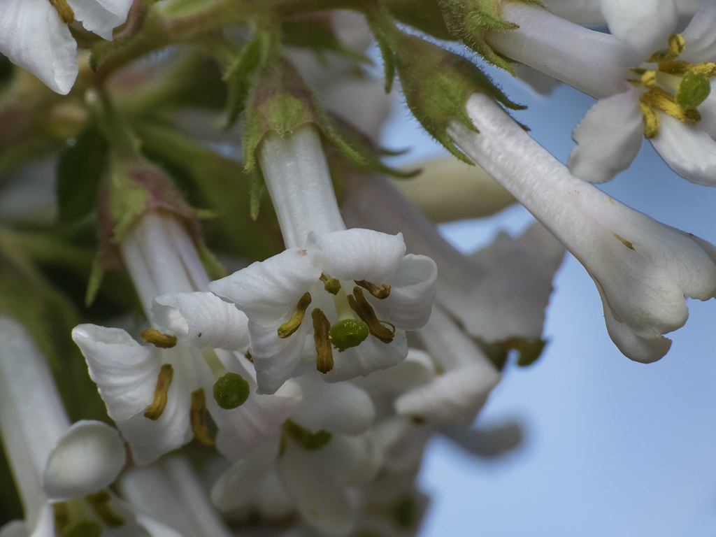 Escallonia revoluta