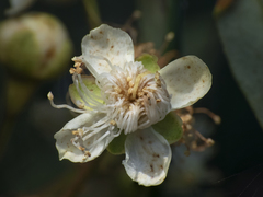 Myrceugenia lanceolata
