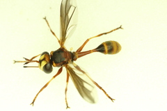 Physocephala texana