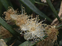 Myrceugenia lanceolata