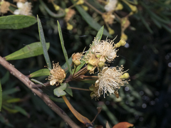 Myrceugenia lanceolata