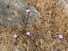 Matthiola tricuspidata