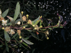 Myrceugenia lanceolata